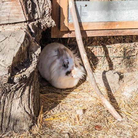 Oberegghof Ferienwohnung Garten Ріф'яно Екстер'єр фото